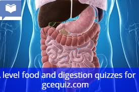 food and digestion quiz
