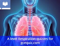 Respiration quiz